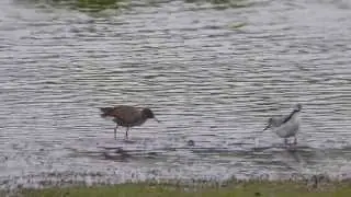 Terek Sandpiper (Xenus cinereus)