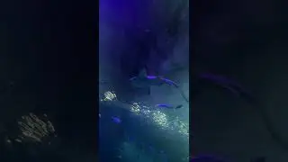 Branson Missouri Aquarium // 2020
