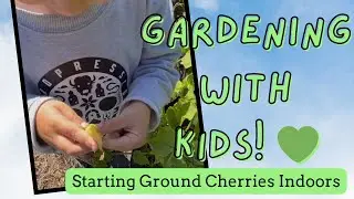 STARTING GROUND CHERRIES FROM SEED 🍒 Grow This Sweet & Fun Garden Berry for Kids!