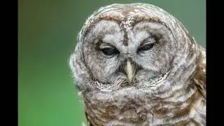 Sherlock the Barred Owl Winking at Camera