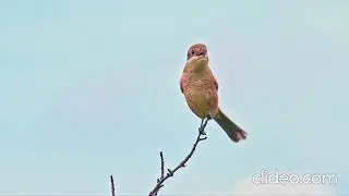 Peaceful Bird & Waterfall ASMR 🌿 Relaxing Nature Sounds for Sleep & Stress Relief #asmr #peace