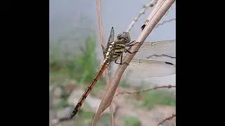 TRANSPARENT WINGS. #insects #dragonfly #wings #transparent #insecthabitat #insectcollection
