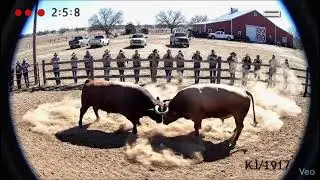 Rural fight: bulls charge crowd