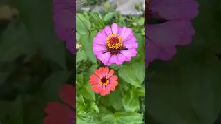 Time To Just Breathe 🌸 | Flower Moments (Part 2)