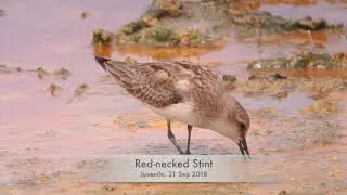 Red-necked and Little, Long-toed and Temminck's Stints