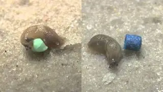 Slug Bait - Iron Baits vs. Metaldehyde