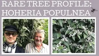 Описание дерева: Hoheria populnea. Небольшое цветущее дерево из Новой Зеландии, очень популярное ...