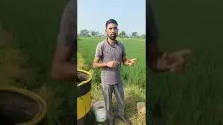 106- जहर मुक्त अन्नO2&nbsp;My&nbsp;Addaपर | VM Spray| मिट्टी का स्प्रे धान की फसल में  #o2myadda #vmspray #o2
