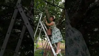 Springtime In France Means Cherry Picking 🍒