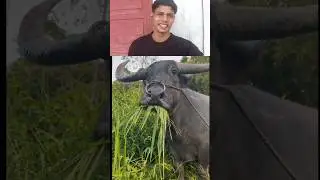 comedy reaction video funny video funny action gay chara kha rahi hai reaction video Dekho bhai