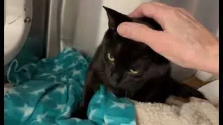 Meet Winnie a Domestic Shorthair currently available for adoption! 1/10/2026 8:38:11 PM