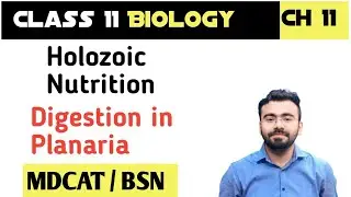 Digestion in Planaria class 11 | holozoic nutrition class 11 | MDCAT 2026