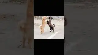 #funny #animals #funnyshorts