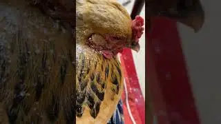 Lice crawling on chicken