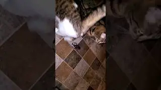 Cat vs ground beetle - who will win? #shorts