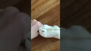 hamster squeak squeak squeak
