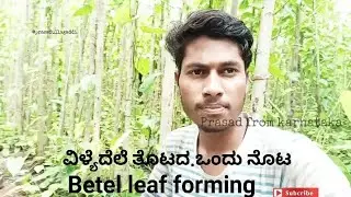 Betel Leaf Garden | How To Collect, Organize and Sell Betel Leaf | Betel Leaf Keeps The Doctor Away