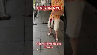 Ferrets in NYC #newyorkcity #newyork #manhattan #bikenyc