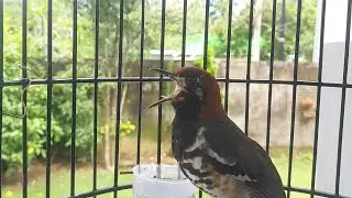 Terapi Punglor Kembang Macet Bunyi Dengan Suara Anis Kembang Ngeroll Full Isian Eps 63