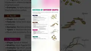 Different Shapes of Bacteria | Easy Biology Explanation |Bacteria Shapes with Examples