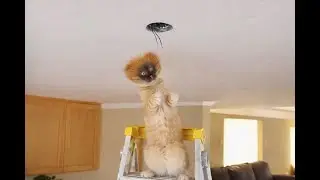 cats meowing 😜  😼🐶 #cat  #cute  #funny
