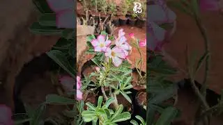 Desert Rose (Adeniums) Available in Plants Decor | #plantsdecorsvg #sivagangai #adenium