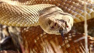 Red Diamond Rattlesnake