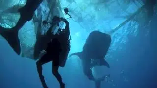 Rescue of 4 Whale Sharks (by Txus) via Ghostdiving.org