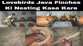 Java Finches & Lovebirds की नेस्टिंग का ज़बरदस्त तरीका Nesting Material For Lovebirds Java Finches
