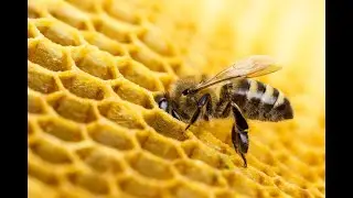 Miracles of Creation - The Honeybees Honeycomb