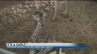 It's a girl! Meet the new giraffe calf at Cheyenne Mountain Zoo