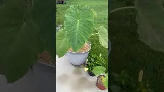 Elephant Ear getting massive in the bigger pot #elephantears #gardening #blackthumb