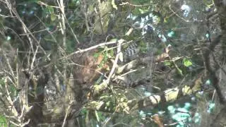 Red-shouldered Hawk