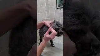 Plucking the hair from a dog's ears with tweezers demonstration, no restraints, dog grooming