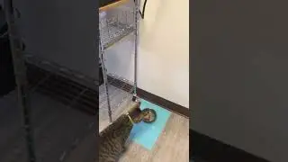 CAT GETS TOY MOUSE STUCK IN WATER BOWL!!!!!