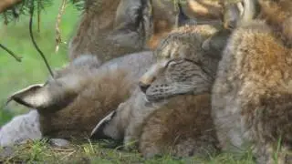 Lynx Family life made with Pentax K5 and 600mm Supertele Lens