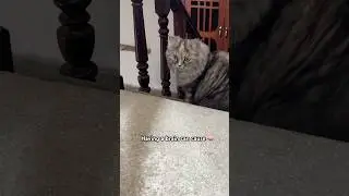 Thank God you're safe😸🧠#catshorts #funnycat  #catvideos #cutecat #viralshorts #cute #kitten #cat