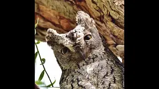 Scops owl (Otus cyprius)