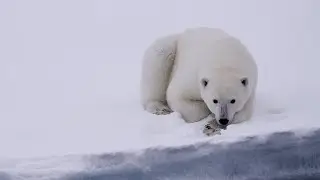 Spitsbergen: The Wildlife Capital of the Arctic