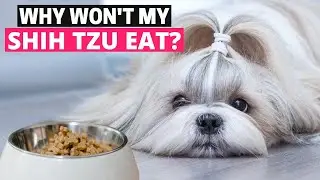6 Reasons Why your Shih Tzu Won't Eat Food!