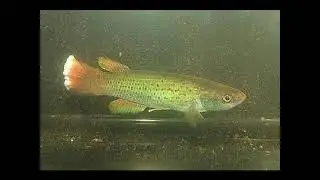 Cynodonichthys magdalenae