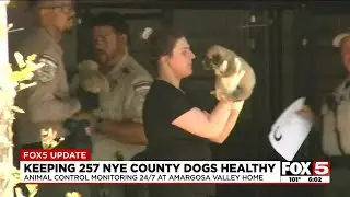 Dogs found at Amargosa Valley home still being assessed by authorities