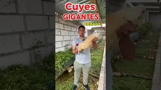 Cuy gigante exportan de Ecuador a Estados Unidos #ecuadorturismo  #cuyes #granjadecuyes #ambato