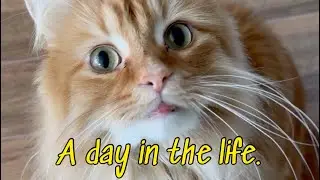 A Day in the Life of a Ginger Cat