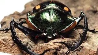 Beautiful beetle with very long legs! Cheirotonus Jansoni (Beetle ASMR)