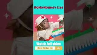 Monkey MoMo Checks Baby Monkey's Teeth 🦷 | MoMo Monkey Life