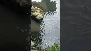 #trendingshorts the little duck in the river of pingtung Taiwan #viralvideo