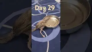 jumping jack baby bird😘😘4/6/24#radhekrishna #chintu #birdslover