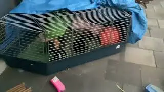 GUINEA PIGS SQUEAK WHEN I SHAKE BAG OF FOOD!