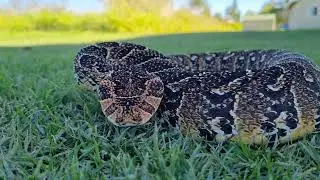 South African Puff Adder being loud!!!